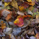 Fallen leaves I